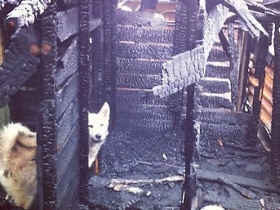 Сгоревший приют "Альма". Фото: @aleshru