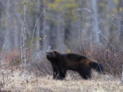 Росомаха из Кологривского леса. Фото: greenpeace.org