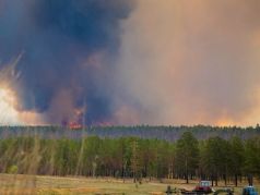 Пожар. Фото: gazeta-n1.ru