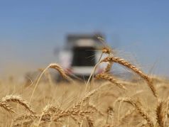 Уборка пшеницы. Фото: Дмитрий Степанов / РИА Новости